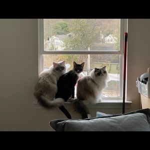 Meet your Posher, Yao